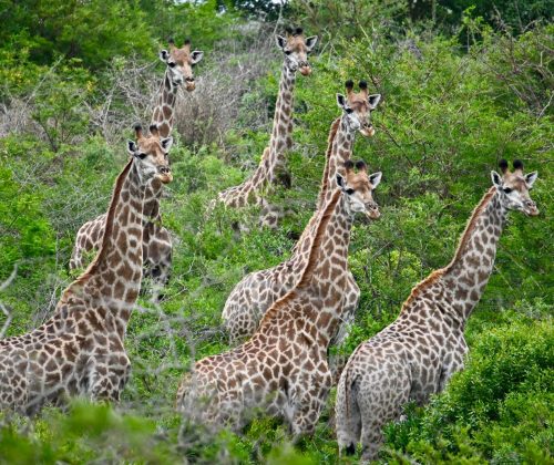 WhatsApp Image 2025-11-17 at 04.46.26_08d29552